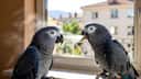 Oiseaux de compagnie en été : 5 idées reçues sur la chaleur