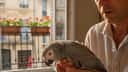 Oiseau domestique et chaleur en été : signes d'alerte et gestes qui sauvent