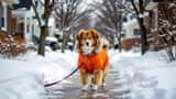 Chien en manteau hivernal marchant sur un trottoir glacé au Canada en hiver