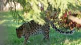 Amur-leopard i djurpark tittar framåt, sedd på nära håll