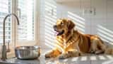 Chien haletant sur le sol d'un appartement à Strasbourg lors de la canicule août 2026, thermomètre, serviette humide et bol d'eau