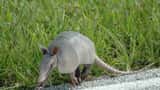 Armadillo nel Kennedy Space Center in Florida, principale vettore del batterio della lebbra negli USA