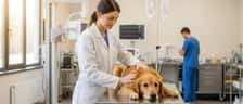 Vétérinaire examinant un golden retriever sur une table d'examen dans une clinique d'urgence vétérinaire moderne