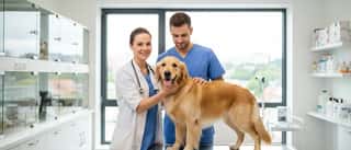 UK Vet Guide: Costs, Insurance, and Choosing the Right Practice