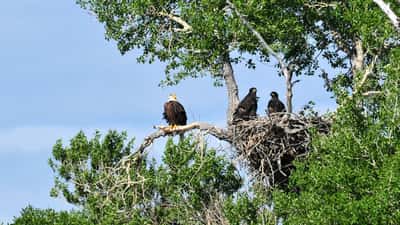 Dos aguiluchos de águila calva en su nido en un refugio de vida silvestre de EE. UU.