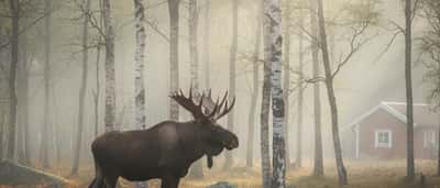 Algen pa rodlistan 2026: vad det betyder for viltet och dina husdjur