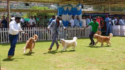 Koira puri Lemmikkimessuilla: eläinlääkärin ohjeet pureman jälkeen ja aggressiivisen koiran tunnistamiseen