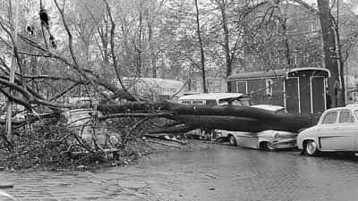 Omgevallen bomen beschadigen auto's op Waterlooplein in Amsterdam tijdens hevige storm