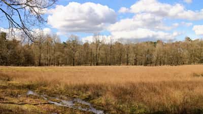 Heidegebied en zandverstuivingen in Nationaal Park Drents-Friese Wold bij Appelscha, zomer 2026