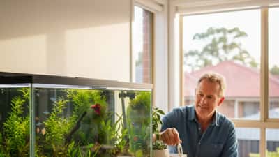 Thriving planted freshwater aquarium in Sydney living room with tropical fish and natural light