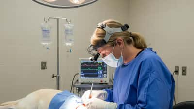 Cirujana veterinaria operando a un Labrador en quirófano moderno en Houston, Texas