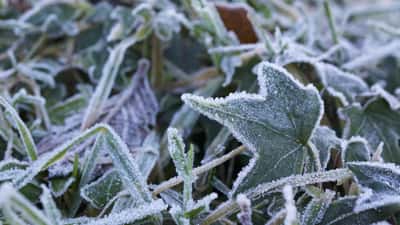 Rijp en nachtvorst op planten in een Nederlandse tuin in mei