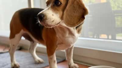 Un beagle assis à côté de sa gamelle de nourriture — race populaire au Canada en 2026