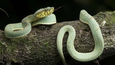 Cobra-papagaio (Bothrops bilineatus) fotografada em Ilhéus, Bahia — espécie do gênero Bothrops que inclui a temida jararaca