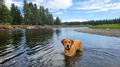 Hond zwemmend in een rivier tijdens het zwemseizoen 2026