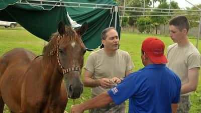 Veterinario che esamina un cavallo durante l'epidemia di West Nile estate 2026 in Italia