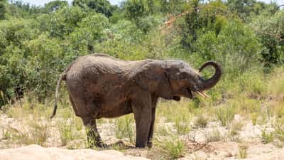 Afrikanischer Elefant in freier Wildbahn – Symbol für die Tierschutzdebatte um Elefantenhof Platschow