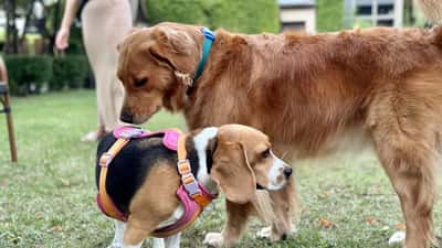 Golden Retriever and Beagle interacting at a dog park, illustrating National Dog Day 2026 dog safety in Canada