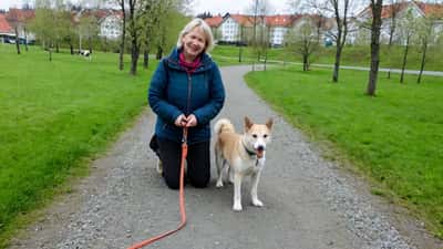Båndtvang fra 1. april: hva gjør du om hunden din biter eller skader noen?