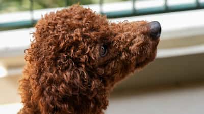 Allevamento lager di barboncini a Pisa: 100 cani sequestrati, come scegliere un allevatore serio
