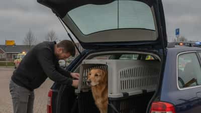 Hond veilig vervoerd in transportbox achterin een auto in Nederland