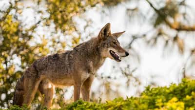 Urban coyote walking through a city park, wildlife encounter in Metro Vancouver