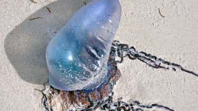 Portugees oorlogsschip (Physalia physalis) aangespoeld op strand — gevaarlijk kolonie-organisme met lange tentakels