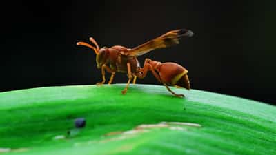 Close-up of a paper wasp on a flower, illustrating the risk of wasp sting allergy in Canada