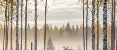 Rödlistan 2026: vad innebär nya hotade arter för fastighetsägare och företag?