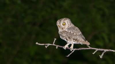 Kyläpöllönen (Otus scops) – harvinainen pöllölaji oksalla