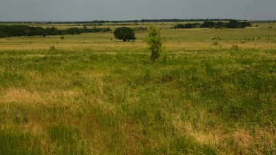 Ranch and pastureland in Limestone County, Texas — the setting of the new Dutton Ranch Yellowstone spinoff
