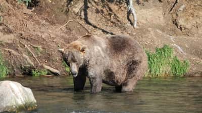 Brown bear 480 Otis, Fat Bear Week 2021 champion, photographed at Katmai National Park Alaska