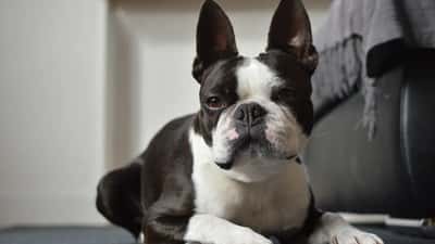 Boston Terrier avec son propriétaire en consultation vétérinaire pour syndrome brachycéphale 2026