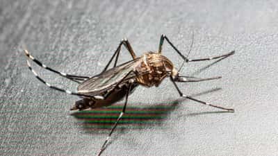 Mosquito Aedes albopictus em close-up, transmissor da dengue, chikungunya e Zika em Portugal