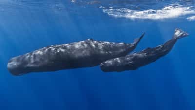 Sperm Whales Have Vowels: What Scientists' Breakthrough Teaches Us About How Children Learn to Speak