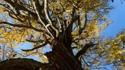 Europäische Lärche (Larix decidua) im Herbst in Seckau, Österreich