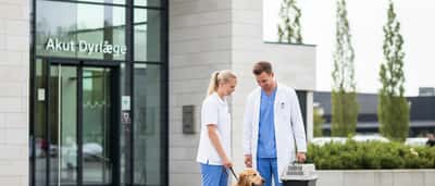 Akut dyrlæge i Danmark: hvornår, hvor og hvad det koster