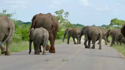 Flok af afrikanske elefanter krydser vej i naturreservat, Afrika