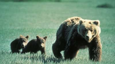 Grizzly bear family in Glacier National Park Montana photographed by National Park Service