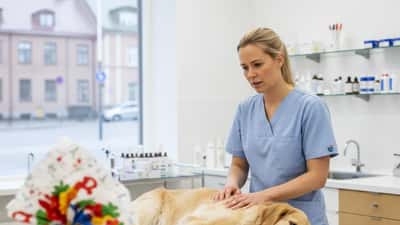Choklad och hundar: veterinärens guide till chokladförgiftning under påsken 2026