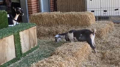 Sydney Royal Easter Show 2026: What Really Happens to Show Animals — and What Vets Watch For
