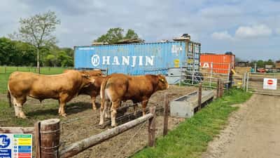 Beef cattle grazing in a field at Lakeview Farm in Thuxton, Norfolk, UK