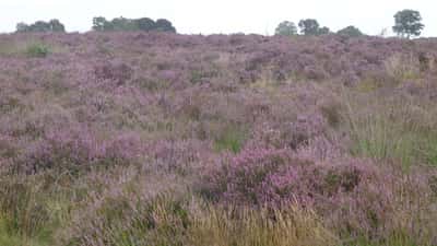 Paarse bloeiende heide op de Ginkelse Heide bij Ede in september 2026