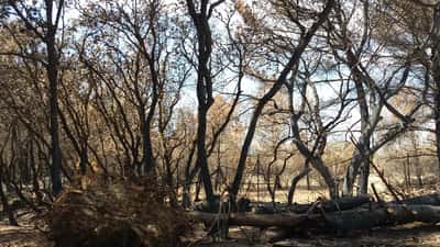 Bosbrand in de Provence, rookwolken boven droge heuvels in Zuid-Frankrijk — illustratief voor brandschade aan vakantiewoningen in de Var
