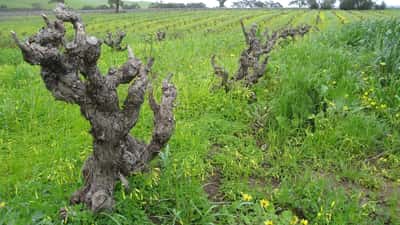 Old Grenache vines in a South Australian vineyard at golden hour