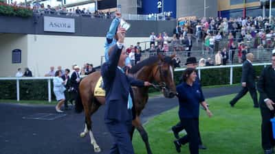 Thoroughbred racehorse competing at the Queen Elizabeth Stakes at Royal Randwick