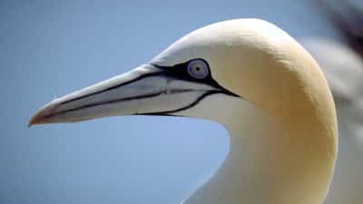 Northern gannet seabird at Bass Rock, Scotland's largest gannet colony