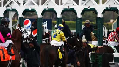 Thoroughbred racehorses charging out of the starting gates