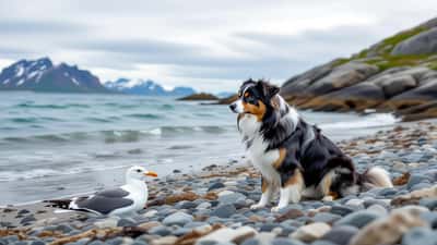 Hund i bånd på tur langs kysten i Rogaland med død måke på stranden