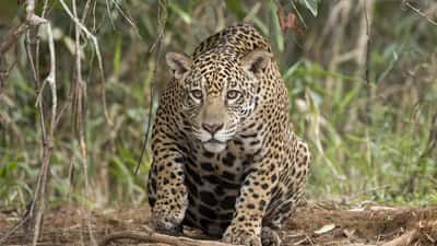 Onça-pintada negra filmada na Bahia em 2026: o que fazer ao encontrar um felino silvestre na sua propriedade